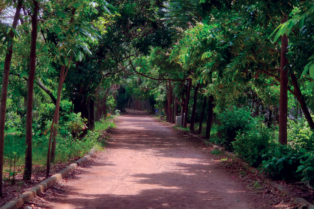 environment conservation activities ngo