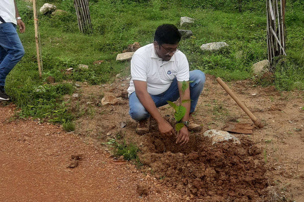 tree plantations