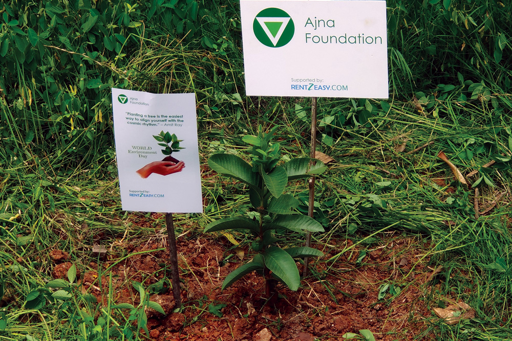 tree planting non profit organization